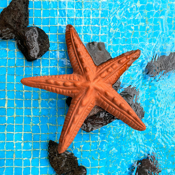 Starfish Wall Decor - Peacock Life by Shabnam Gupta