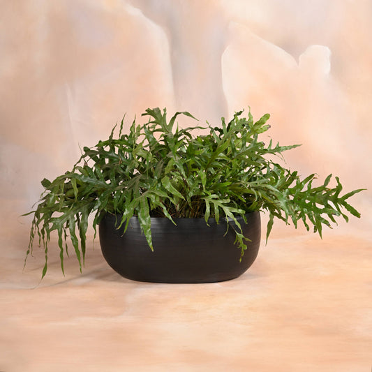 Twilight Oval Planter