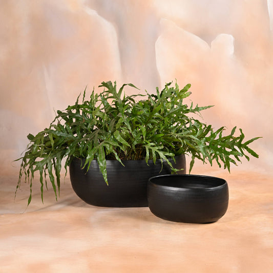Twilight Oval Planter