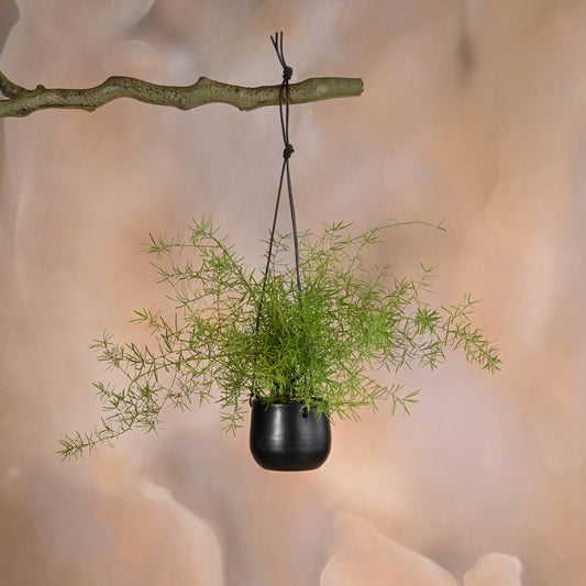 Noir Planter